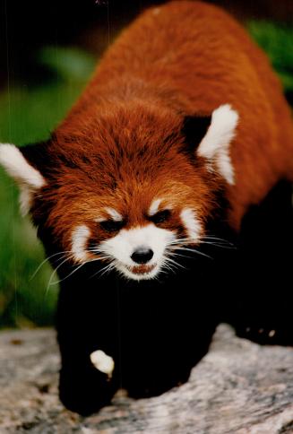 Canada - Ontario - Toronto - Zoos - Metro Toronto Zoo - Animals - Bears - Red Panda