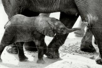 Canada - Ontario - Toronto - Zoos - Metro Toronto Zoo - Animals - Elephant