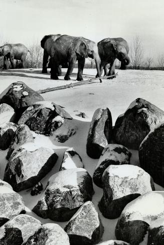 Canada - Ontario - Toronto - Zoos - Metro Toronto Zoo - Animals - Elephant