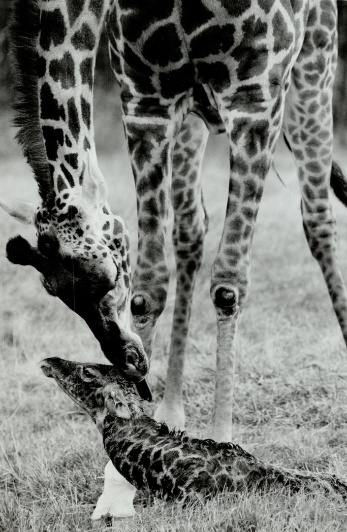 A tall order. Ginetta, an 8-year-old Masai giraffe, nuzzles her newborn baby at the Metro zoo yesterday. The strapping 6-foot infant, which weighed in(...)