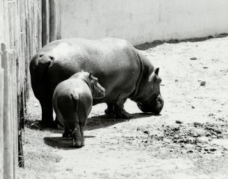 Canada - Ontario - Toronto - Zoos - Metro Toronto Zoo - Animals - Hippopotamus