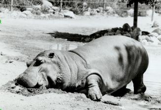 Canada - Ontario - Toronto - Zoos - Metro Toronto Zoo - Animals - Hippopotamus