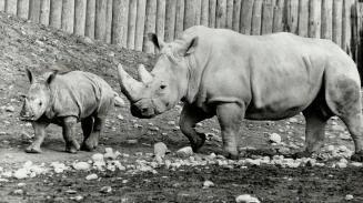 Wild sights/it's animals on parade - 3,000 of them - at Metro Toronto Zoo