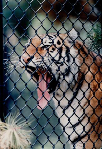 Canada - Ontario - Toronto - Zoos - Metro Toronto Zoo - Animals - Tiger