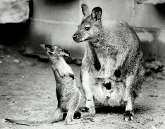 Canada - Ontario - Toronto - Zoos - Metro Toronto Zoo - Animals - Wallaby