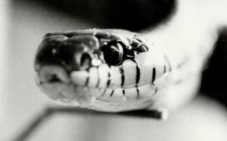 Mangrove snake