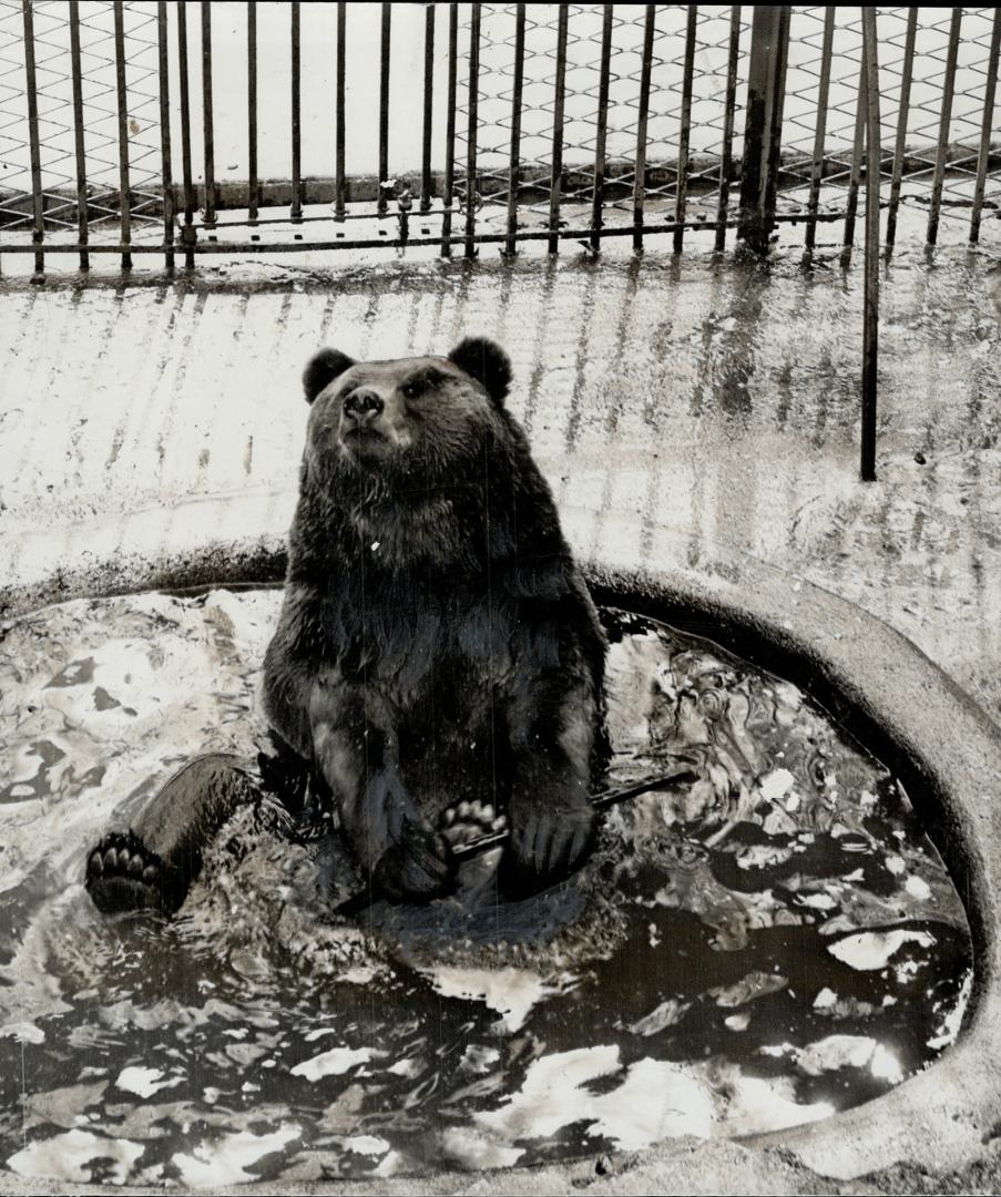 Taking a bath in his private pool at the zoo, this European brown bear is a favorite of young and old who delight in watching his antics in his outdoo(...)