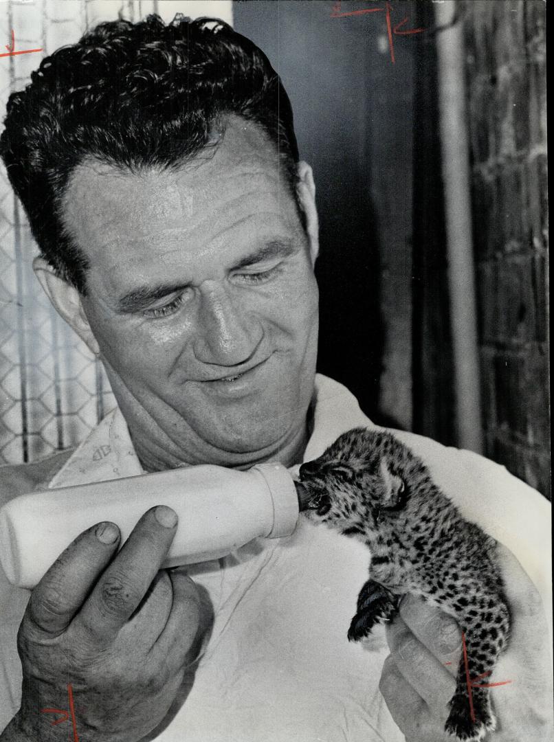 Lappin' leopard. Attendant Sam Heaney feeds a 13-day-old baby leopard born at Riverdale zoo. The cub is the only survivor of three. And, boy, is he a hungry one