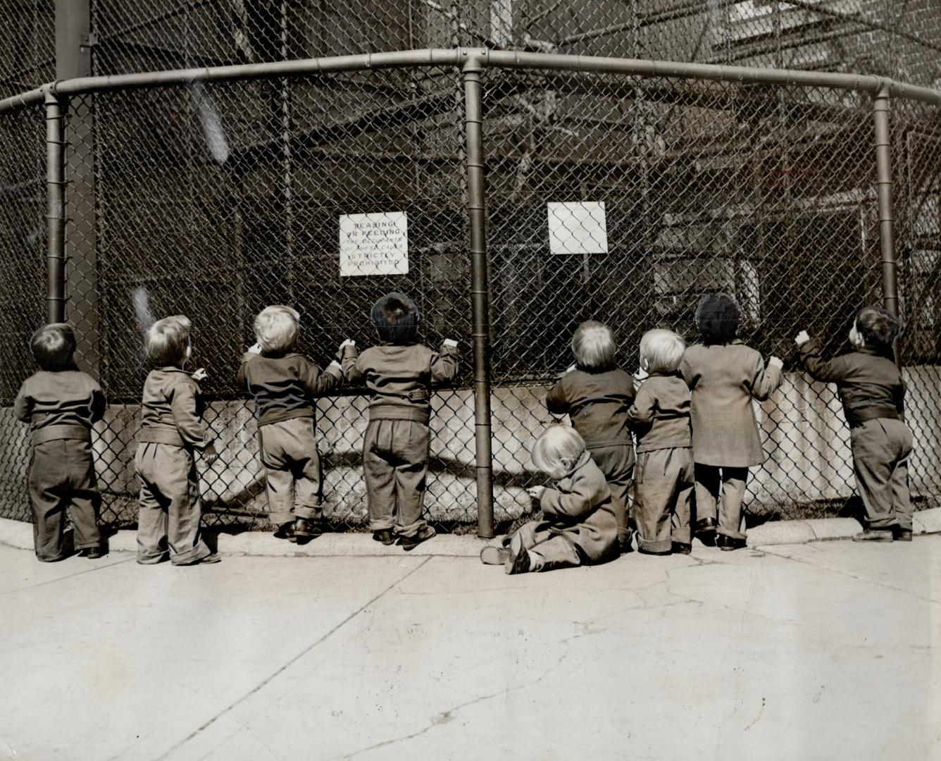 Looking and laughing at the almost continous performance staged by inhabitants of Riverdale zoo monkey house, these youngsters, all about three years (...)