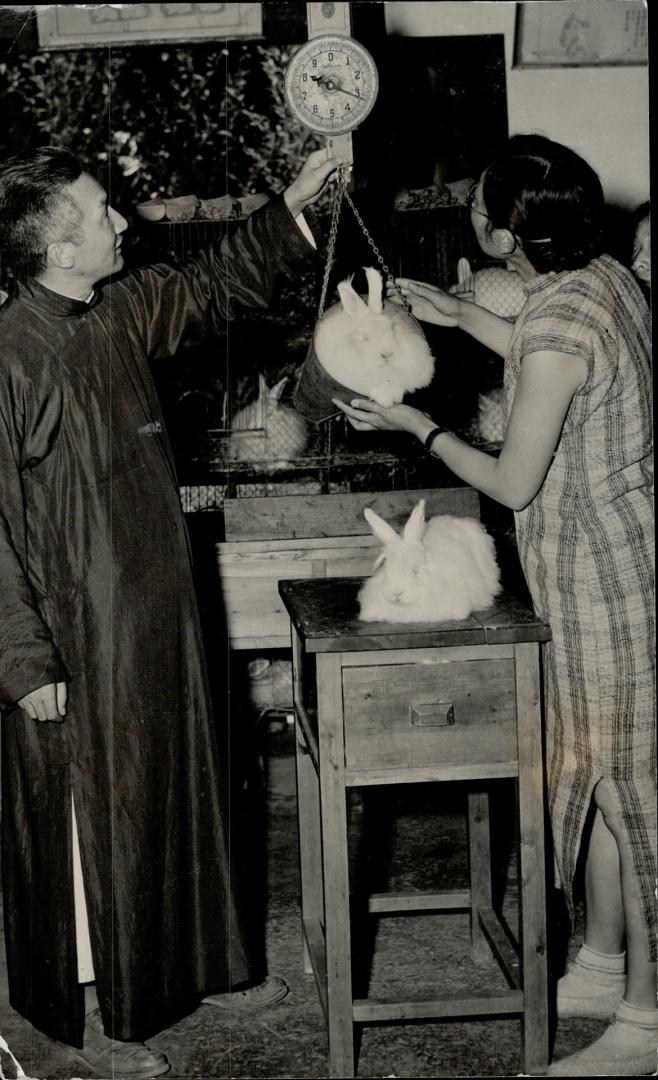 It's a Butcher shop, not a pet shop, and that bunny who shows no anxiety as to what's ahead of him is being weighed for food. He's a little over three pounds