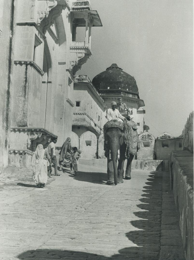 India - Camels and Elephants