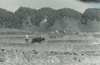 Nepalese farming follows the old ways as does much of life in the mountainous kingdom