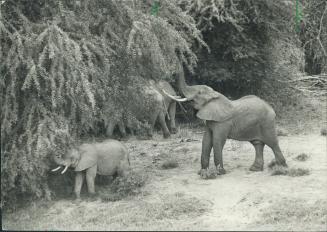 A mother elephant and her offspring forage for food in the foliage growing on the bank of a river in Kenya's Masia Mara Game Park