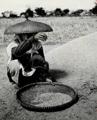 No combines here. Invested, the old-fashioned method of winnowing rice still prevails in the Philippines. Wearing his buri a farm worker is shown thre(...)