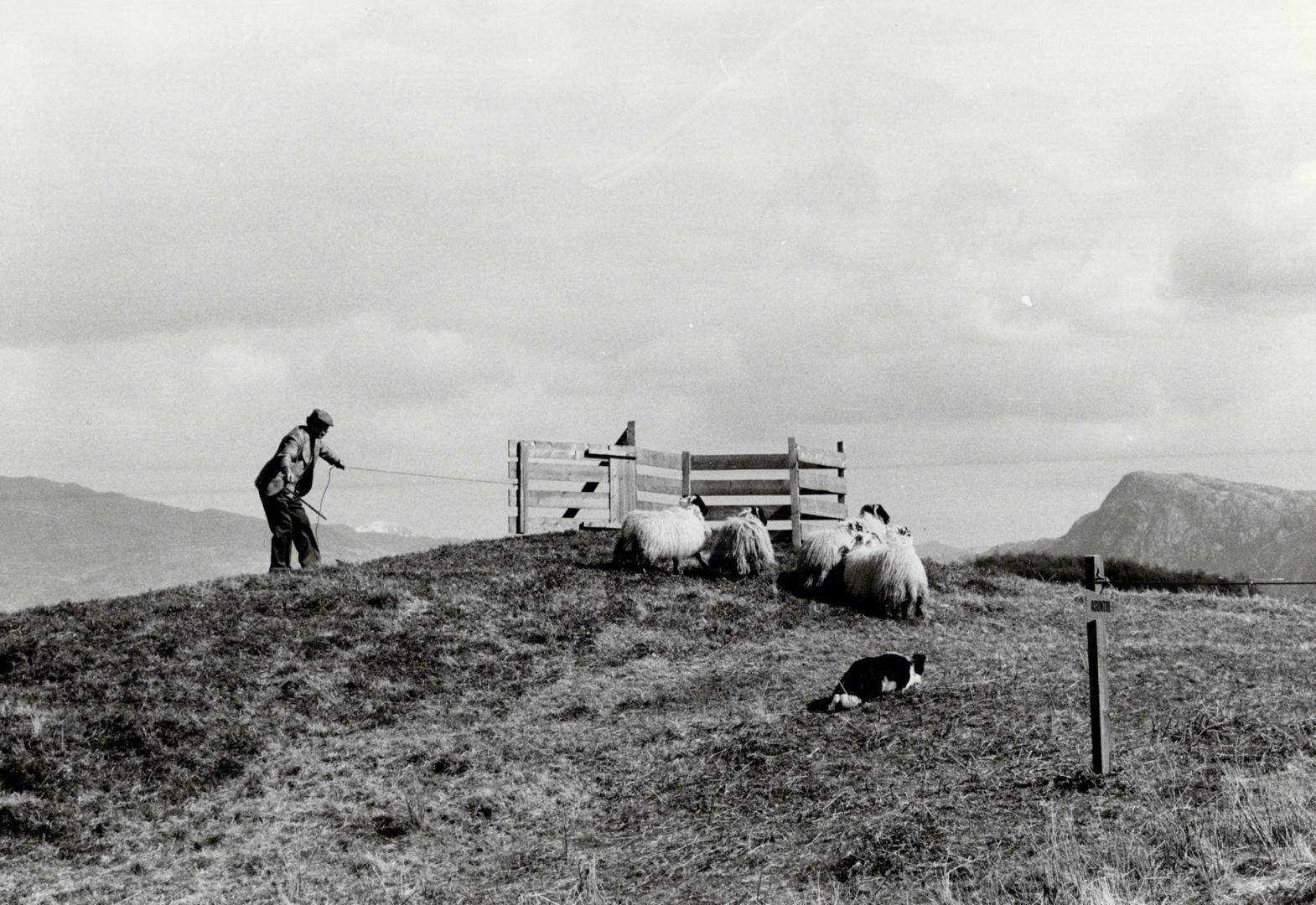 A sheepdog shows his skill on the high meadows of Skye, reachable on a magnificent train trip through the Highlands