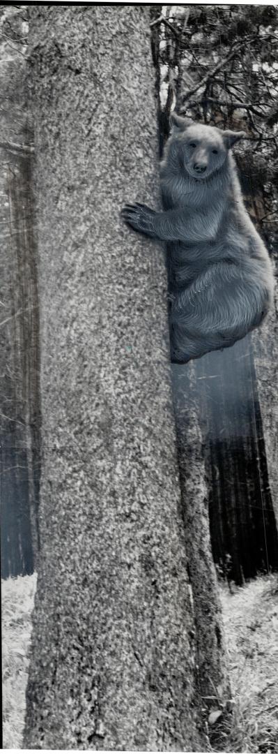 One of the cubs is shown up a tree, at right