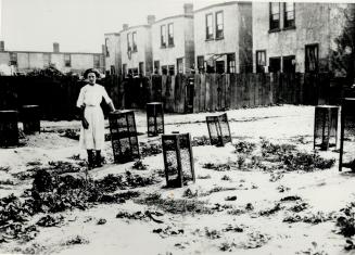 Swat the fly contest announced by the Toronto daily star in 1912 who won by Beatrice White, who killed 543,360 flies in just 10 days