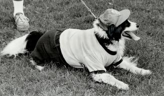 Time for a break, sport: A well-earned rest in the grass was just what the vet ordered as far as this well-dressed mutt was concerned