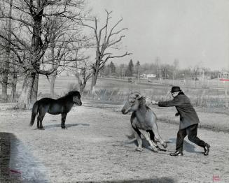 Metro Chairman Ab Campbell chases one of the ponies he keeps on his 19-acre Scarborough farm, in this photo taken last year. The land could be worth a(...)