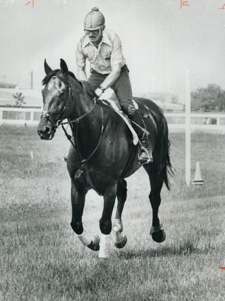 Viceroy will be Jim Day's mount in Three-Day combination of dressage, endurance riding and jumping