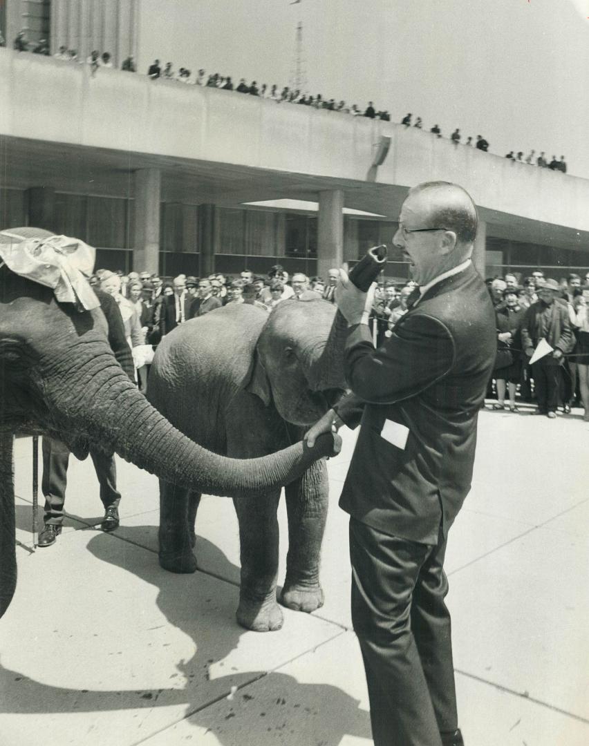 Elephant comes back -- with her trunk