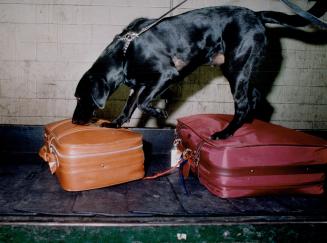 Canada customs dog handler (not allowed to photograph him or use his name) with Labratdor 'Court' = a four year old dog/sniffing out luggage at Pearson (lloking for drugs)