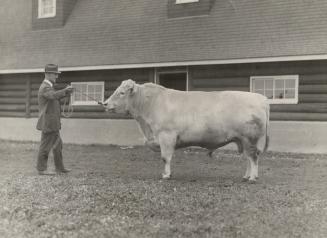 The pride of the EP Ranch - King of the Fairies, champion shorthorn bull