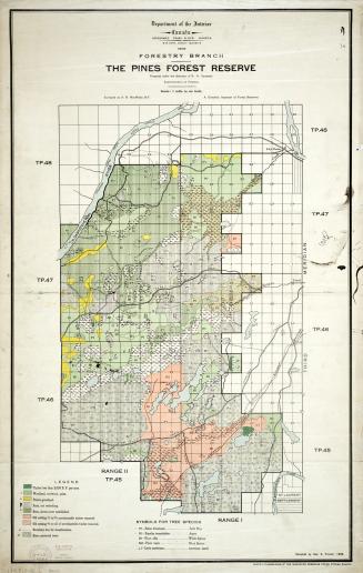 The Pines Forest Reserve