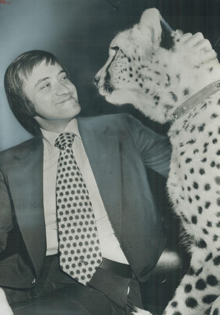 He's a big cat at city hall. Tawana, a world-travelled cheetah from the Alberta Game Farm near Edmonton gazes at Metro Chairman Paul Godfrey today in (...)