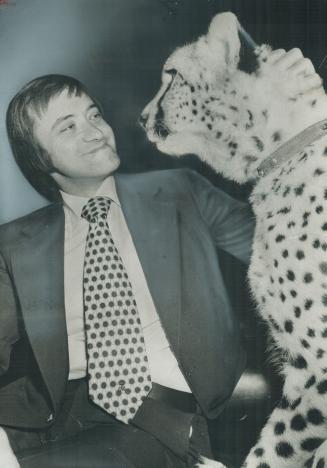 He's a big cat at city hall. Tawana, a world-travelled cheetah from the Alberta Game Farm near Edmonton gazes at Metro Chairman Paul Godfrey today in (...)