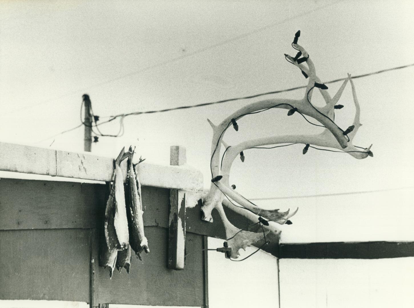 Caribou antlers, lights, and Arctic char at Pangnirtung