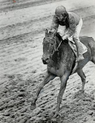 Sloshing through the mud of Greenwood racetrack, Sandy Hawley pilots Era Bel to finish in third place