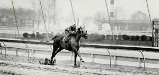 Desmond Sandford ''Sandy'' Hawley, 24, rides Mint Copy to victory down the stretch at Greenwood, bringing him one race closer to the goal of 500 winners that he's set for himself this year