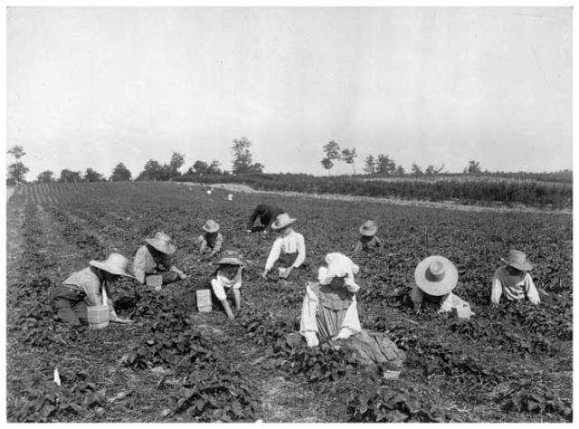 Farm workers picking berries in berry field