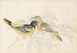 Baltimore Oriole