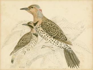 Northern Flicker