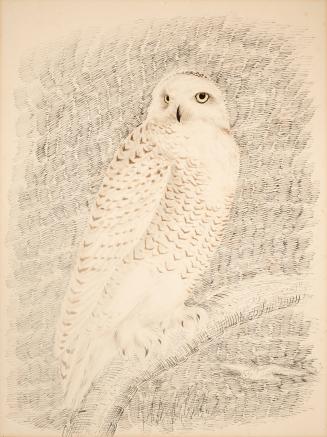 Snowy Owl