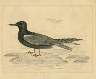 Shows a black bird with grey wings, a long beak and long tail feathers, standing on a rock in a…