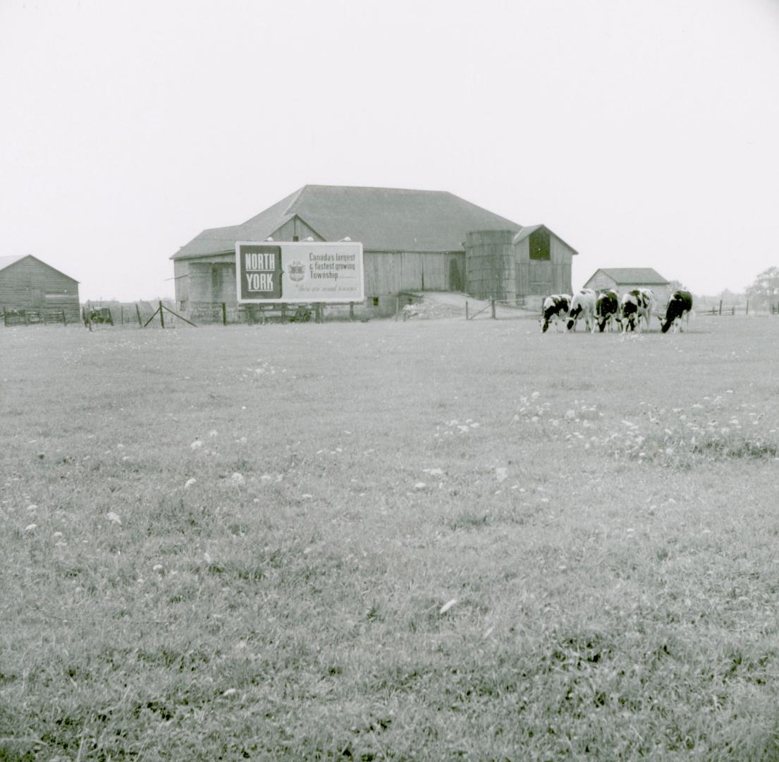 Robinson dairy farm barn and cattle, southwest quadrant of Yonge Street and Steeles Avenue, cur…