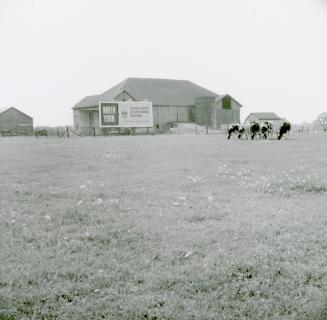 Robinson dairy farm barn and cattle, southwest quadrant of Yonge Street and Steeles Avenue, cur…