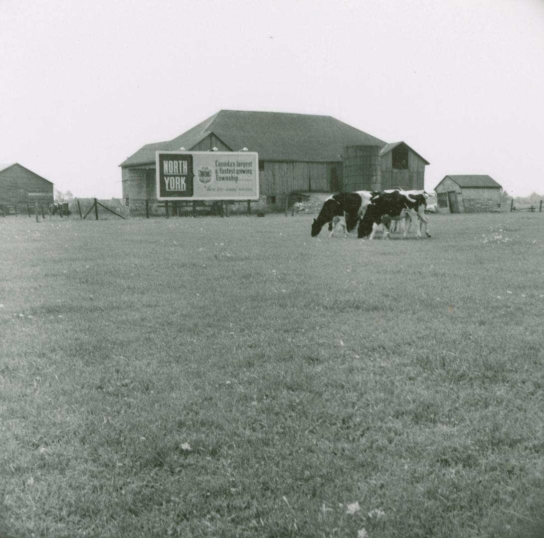 Robinson dairy farm barn and cattle, southwest quadrant of Yonge Street and Steeles Avenue, cur…