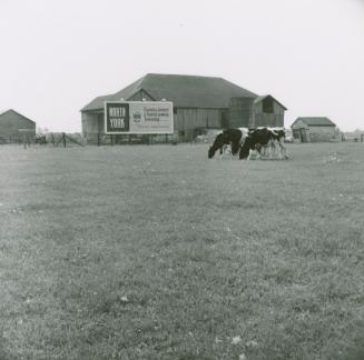 Robinson dairy farm barn and cattle, southwest quadrant of Yonge Street and Steeles Avenue, cur…