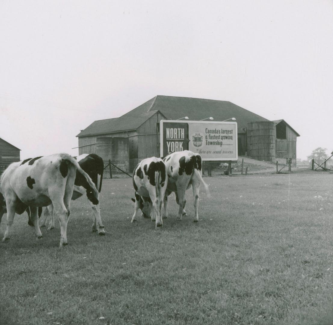 Robinson dairy farm barn and cattle, southwest quadrant of Yonge Street and Steeles Avenue, cur…