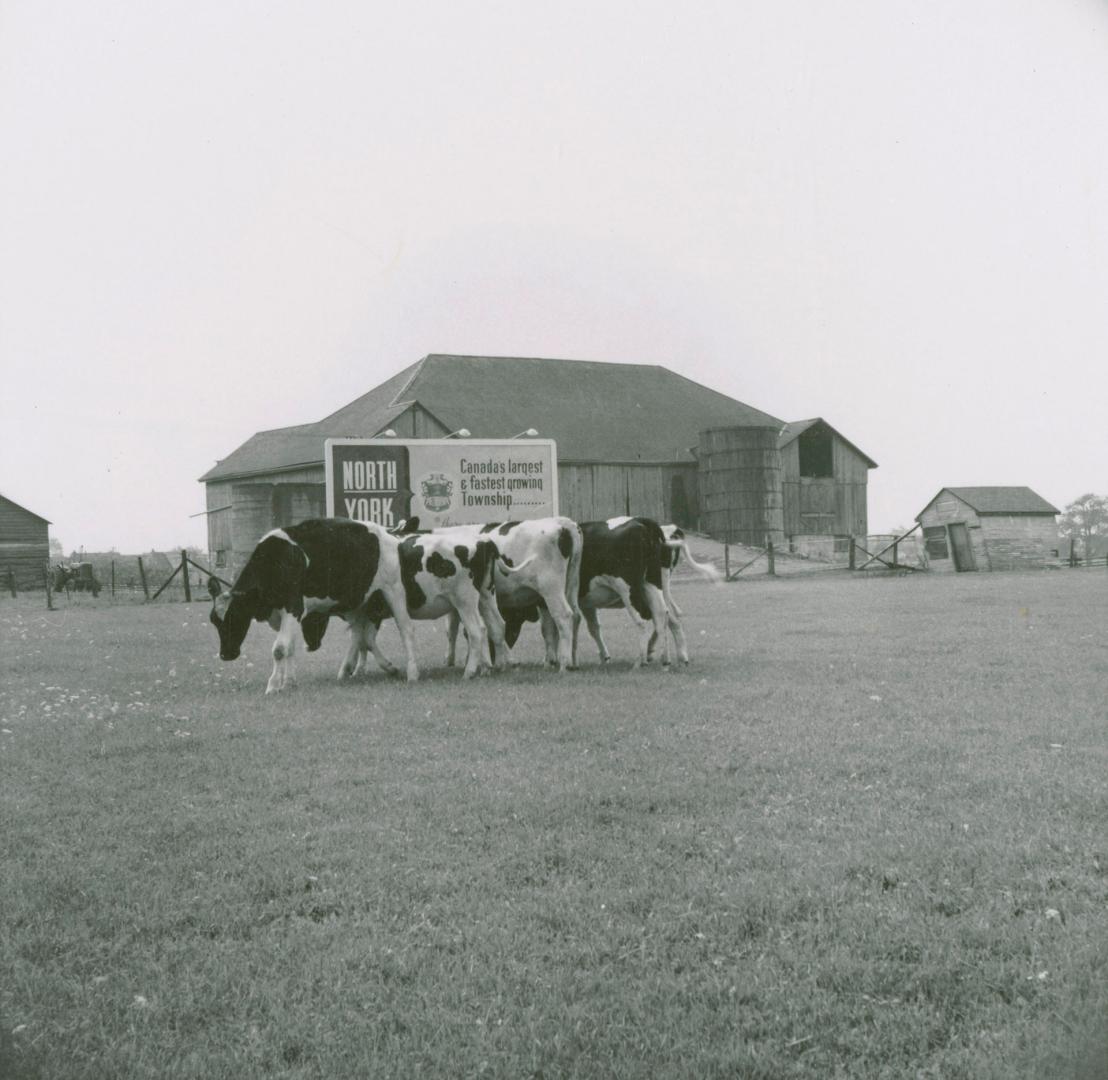 Robinson dairy farm barn and cattle, southwest quadrant of Yonge Street and Steeles Avenue, cur…