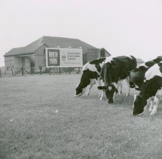 Robinson dairy farm barn and cattle, southwest quadrant of Yonge Street and Steeles Avenue, cur…