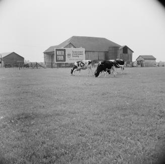 Robinson dairy farm barn and cattle, southwest quadrant of Yonge Street and Steeles Avenue, cur…