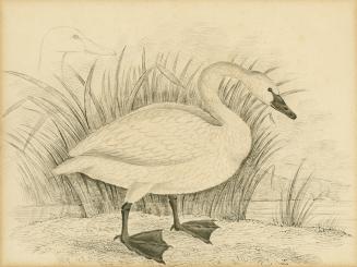 Trumpeter Swan