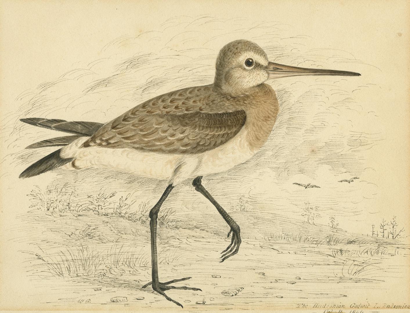 The Hudsonian Godwit