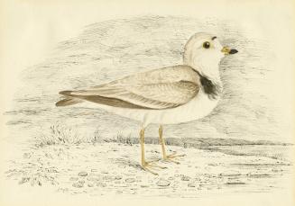 Piping Plover