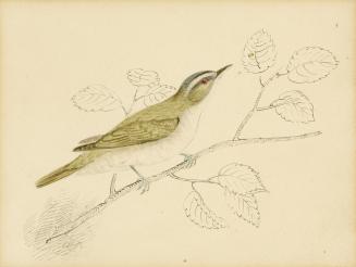 Red-Eyed Vireo